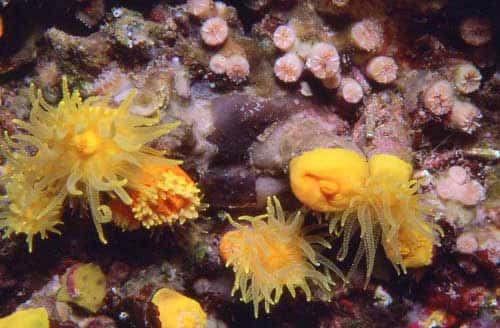 Figure 3b : petits coraux Hexacoralliaires sans zooxanthelles des grottes méditerranéennes : <em>Leptopsammia</em> (jaune), <em>Hoplangia</em> (beige). © J.-G. Harmelin, tous droits réservés, reproduction et utilisation interdites 