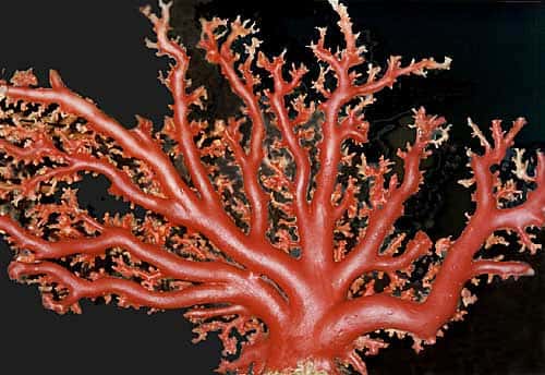 Figure 5 : une branche d'Aka, <em>Paracorallium japonicum</em>, de la collection Filocamo. © J.-G. Harmelin, tous droits réservés, reproduction et utilisation interdites 