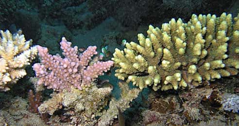 Figure 3a : acropores en mer Rouge. Pourvus de zooxanthelles, ils construisent des récifs coralliens. © J.-G. Harmelin, tous droits réservés, reproduction et utilisation interdites 