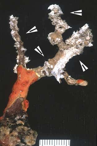 Figure 8a : petit corail blessé par les grosses chaleurs de 1999 ; les parties mortes (flèches) sont colonisées par d'autres organismes. © J.-G. Harmelin, tous droits réservés, reproduction et utilisation interdites 