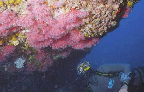 Figure 6 : le corail rouge est un ornement superbe des paysages sous-marins du nord de la Méditerranée. Réserve marine de Carry-le-Rouet, 23 m. © J.-G. Harmelin, tous droits réservés, reproduction et utilisation interdites