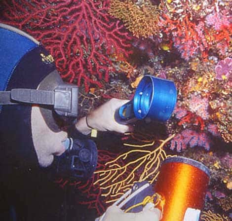 Figure 7 : paroi de l'entrée d'une grotte sous-marine chargée d'éponges, de petits coraux scléractiniaires éponges rouge et jaune et corail rouge. Marseille, 20 m. © J.-G. Harmelin, tous droits réservés, reproduction et utilisation interdites