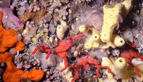 Figure 7 : petits coraux scléractiniaires et corail rouge. Marseille, 20 m. © J.-G. Harmelin, tous droits réservés, reproduction et utilisation interdites 