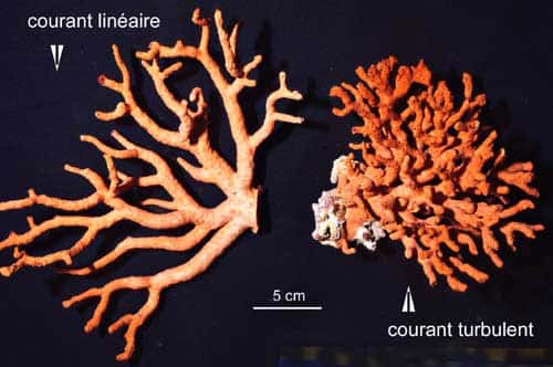 Figure 10b : le corail rouge se ramifie en éventail ou en buisson selon le mode de circulation de l'eau qui le nourrit. © J.-G. Harmelin, tous droits réservés, reproduction et utilisation interdites 