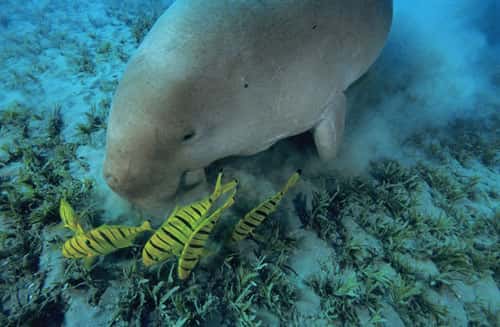 Le dugong a besoin de près de 40 kg de nourriture par jour. © Alexis Rosenfeld, Toute reproduction et utilisation interdites