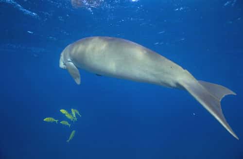 Le dugong mesure un mètre à la naissance. © Alexis Rosenfeld, toute reproduction et utilisation interdites