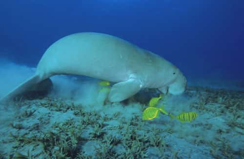 Le dugong se nourrit de plantes marines. © Alexis Rosenfeld, toute reproduction et utilisation interdites