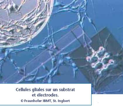 <br />Cellules gliales sur un substrat et électrodes.<br />&copy; Fraunhofer IBMT, St. Ingbert    - Reproduction et utilisation interdites 