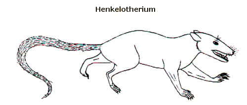 <em>Henkelotherium</em> (Jurassique sup. - Crétacé inf.). © Toute reproduction et utilisation interdites 