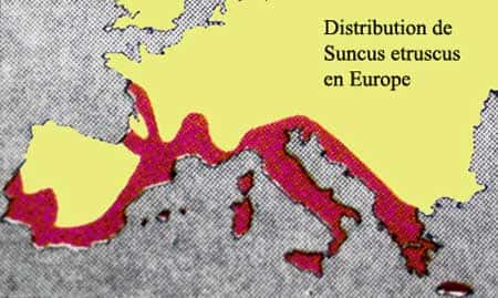 Carte de distribution de <em>Suncus etruscus</em>. © Toute reproduction et utilisation interdites 