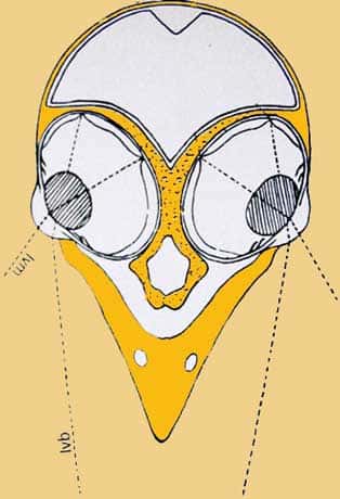 Schéma de la coupe d'une tête. (Lvm : Ligne de vision monoculaire ; Lvb : Ligne de vision binoculaire). © D'après Grassé, Zoologie, modifié, reproduction et utilisation interdites