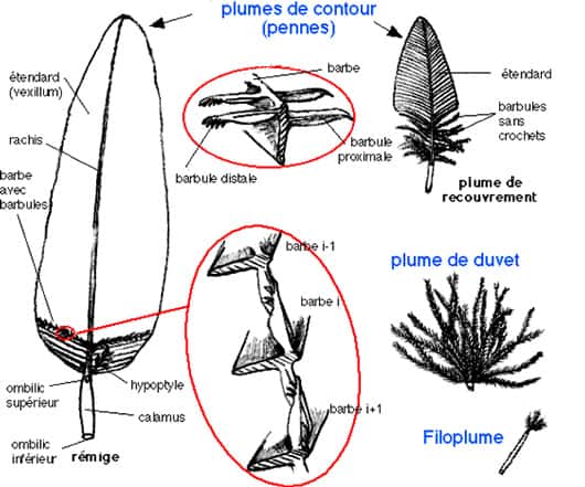 Structure et différentes plumes. © Reproduction et utilisation interdites