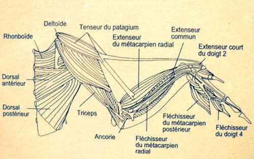 Musculature d'une aile. © Reproduction et utilisation interdites 