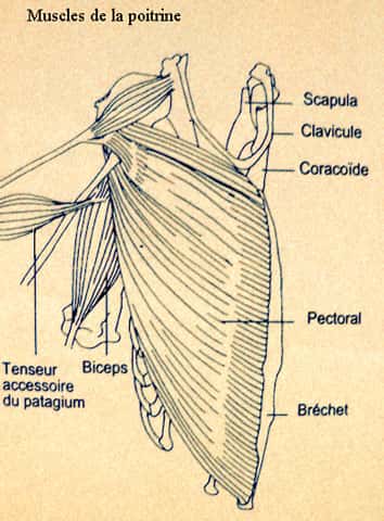 Musculature de la poitrine d'oiseau. © Reproduction et utilisation interdites 