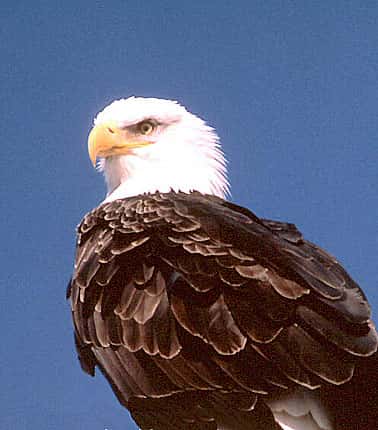 Le pygargue à tête blanche est appelé <em>Bald eagle</em> en Amérique du Nord. © Reproduction et utilisation interdites 