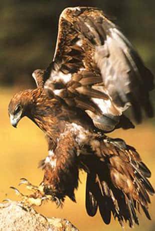 <em>Aquila chrysaetos</em>, ou aigle royal. © Reproduction et utilisation interdites