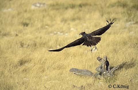 <em>Polemaetus bellicosus</em>, ou aigle martial, en Namibie. © Reproduction et utilisation interdites