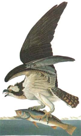 Balbuzard. © Audubon, reproduction et utilisation interdites