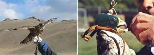 Maintien du faucon sur la main (à gauche) et chaperon posé sur la tête du faucon (à droite). © Reproduction et utilisation interdites