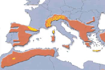 Carte de répartition du gypaète : en rose, l'ancienne répartition et en jaune, la répartition actuelle. © LPO, reproduction et utilisation interdites
