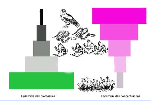 Pyramide des biomasses et pyramide de la cioaccumulation.