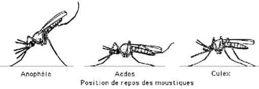 Anophèle et autres moustiques en positions de repos. 