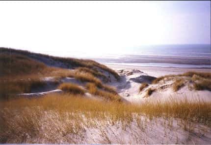 Dunes littorales fixées par des oyats (Côte de la Manche, Somme) - © Reproduction et utilisation interdites 