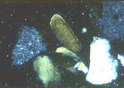 Sable de la Baie de Somme vu au microscope polarisant. © Reproduction et utilisation interdites 