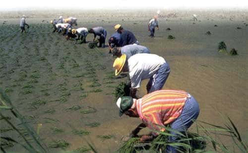 Riziculture dans le delta de l'Èbre. © DR