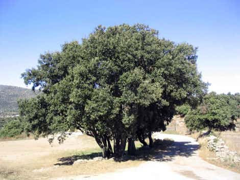 <br />Chêne vert <em>Quercus ilex</em>