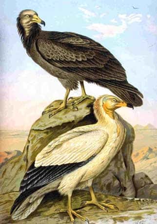 <em>Neophron pernopterus</em> (Vautour percoptère, Egyptian vulture). Collection NAUMANN.