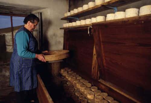 Marinette, artisan fromager, saupoudrant ses fromages d'acariens. © Pascal Goetgheluck, reproduction et utilisation interdites