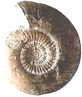 <br />Ammonite <em>Pictonia baylei</em>