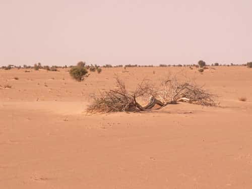 <br />Forêt d' <em>Acacia radiana</em> désséchés au nord de l'erg Akchar en Mauritanie (décembre 2001).  Cet erg est constitué de cordons longitudinaux de sable rubéfiés.