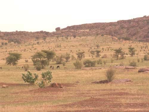 <br />Couverture sableuse au pied de l'Affolé en Mauritanie (octobre 2005).<br />La végétation est une steppe arbustive et arborée. Au fond, une retombée de sable éolien tapisse la partie basse de l'escarpement et témoigne de la migration de sable mobile. Au premier plan, des bovins pâturent une steppe graminéenne clairsemée. 