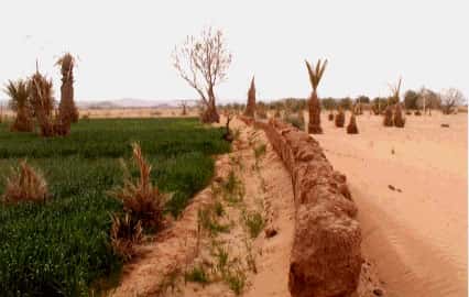 <br />Palmeraie de Aît Ben Omar (Maroc). Contraste saisissant entre les parcelles de droite exposées au vent chargé de sable et celles de gauche, protégées par le mur de banco
