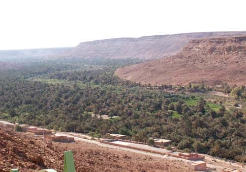 <br />Palmeraie de l'oasis d'Aoufous, au pied de la hamada calcaire de Meski-Ghéris, au Maroc (avril 2005).<br />La densité du couvert végétal est donnée par la strate de palmiers au-dessus d'arbres fruitiers et maraîchages