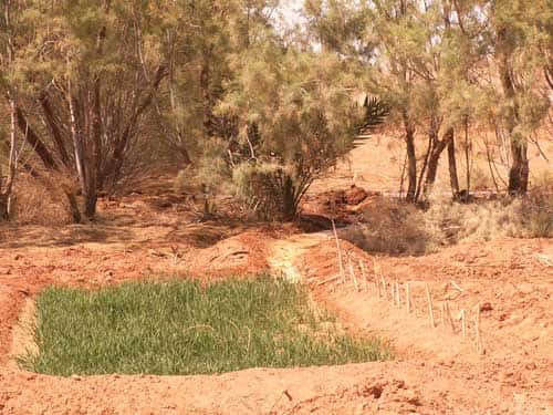 <br />Station expérimentale de Zerzé au Maroc, à proximité de l'agglomération de Yerdi  : expérimentation d'une parcelle de blé sur sol salé, cultivé avec de l'eau salée. Stade de levaison qui semble réussi. 