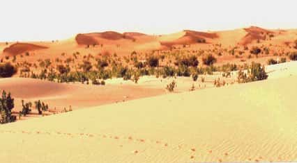 <br />Mauritanie. Sifs de réactivation sur le sommet de cordons longitudinaux dans l'Erg de l'Amoukrouz. 