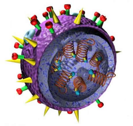 Évolution du virus A (H5N1)