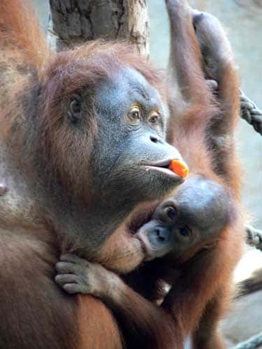 Orang-outang (<em>Pongo pygmaeus</em>). © Marie Pelè - Reproduction et utilisation interdites