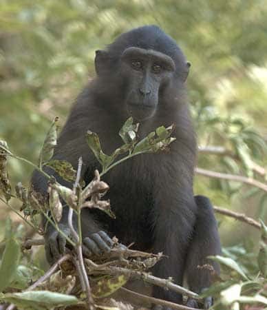 Macaque de Tonkean (<em>Macaca tonkeana</em>). © Georges Prats - Reproduction et utilisation interdites