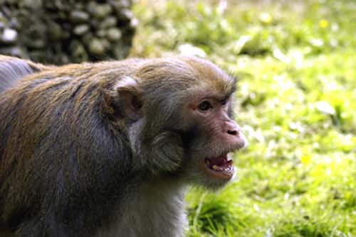 Menace d'un mâle macaque rhésus (<em>Macaca mulatta</em>). © Arianna De Marco - Reproduction et utilisation interdites