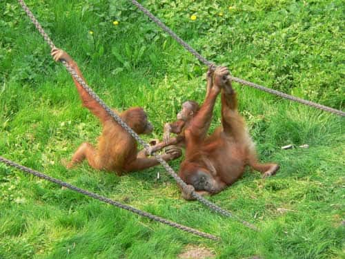 Jeu social chez des orang-outangs . © Marie Pelè - Reproduction et utilisation interdites