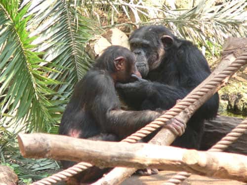 Toilettage chez le chimpanzé (<em>Pan troglodytes</em>) . © Marie Pelé - Reproduction et utilisation interdites