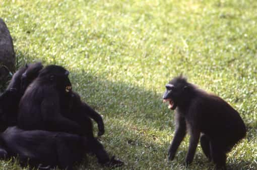 Deux femelles macaques à crête ont un conflit bidirectionnel. &amp;nbsp;© Odile Petit &amp;nbsp;-&amp;nbsp;Reproduction et utilisation interdites