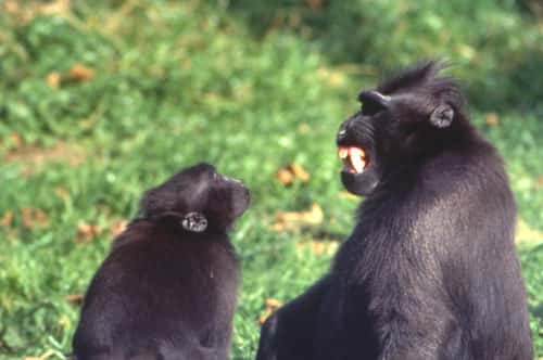 Mimique avec découvrement des dents émise par le mâle dominant d&#039;un groupe de macaques à crête.&amp;nbsp;© Odile Petit &amp;nbsp;-&amp;nbsp;Reproduction et utilisation interdites
