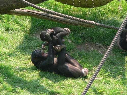 Le bonobo (<em>Pan paniscus</em>) est une espèce très tolérante comme le macaque de Tonkean. © Marie Pelè - Reproduction et utilisation interdites