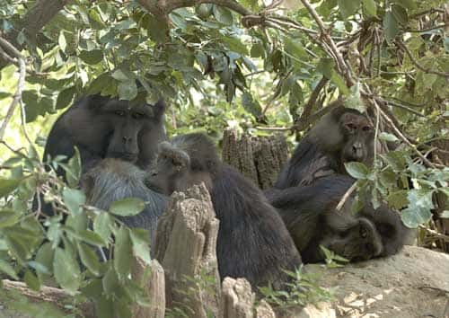 Groupe de macaques de Tonkean au repos. © Georges Prats - Reproduction et utilisation interdites