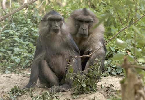 Mâle et femelle adultes macaques de Tonkean . © Georges Prats - Reproduction et utilisation interdites